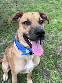Boxer and Black Mouth Cur Dogs Available for Adoption in Houston, Texas - Ace | PetCurious