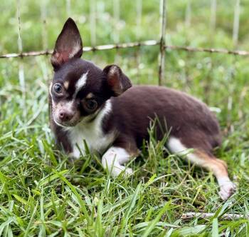 Nubbins -  Chihuahua Dog for Adoption in Lucedale, Mississippi - Nubbins | PetCurious