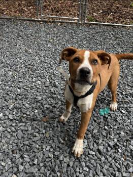 Pit Bull Terrier Dogs Available for Adoption in Albemarle, North Carolina - Owen | PetCurious