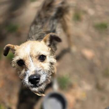 Yorkshire Terrier Dogs Available for Adoption in Hughesville, Maryland - Anna | PetCurious
