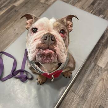 Josie -  English Bulldog Dog for Adoption in Baton Rouge, Louisiana - Josie | PetCurious