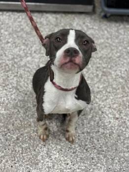 Terrier and Mixed Breed Dogs Available for Adoption - Button | PetCurious