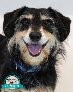 Terrier and Dachshund Dogs Available for Adoption in Kennesaw, Georgia - Orion | PetCurious