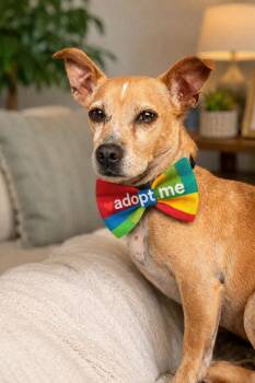 Bagel Bite -  Chihuahua Dog for Adoption in Wayne, New Jersey - Bagel Bite | PetCurious