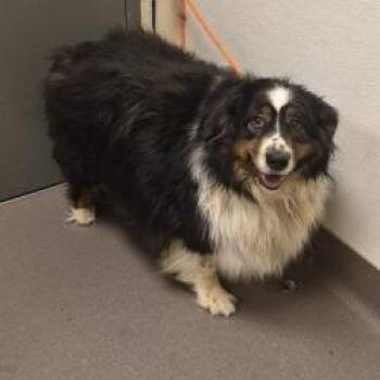 Millie -  Australian Shepherd Dog for Adoption in Bend, Oregon - Millie | PetCurious