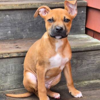 Black Mouth Cur Dogs Available for Adoption - Oliver | PetCurious