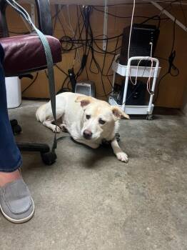 Labrador Retriever Dogs Available for Adoption in Murray, Kentucky - Waffles | PetCurious