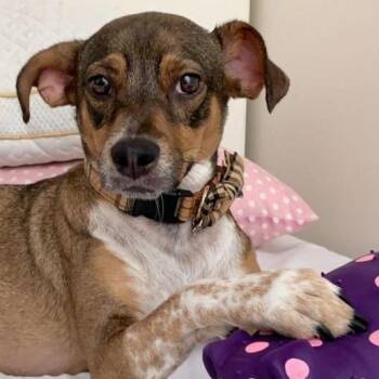 Aubrey -  Mixed Breed Dog for Adoption in New York, New York - Aubrey | PetCurious