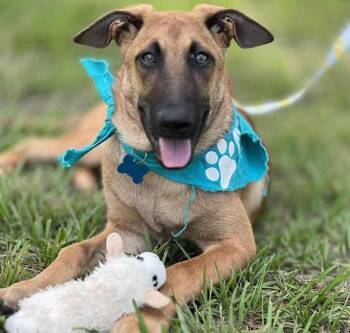 Rescue Belgian Shepherd Malinois Dogs for Adoption in Brookshire, Texas - Thalia (Lolly) | PetCurious