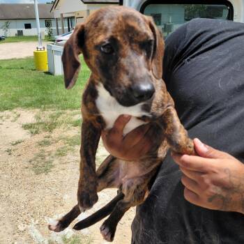 Chick 6105 -  Basset Hound and Mixed Breed Dog for Adoption in Loxahatchee Groves, Florida - Chick 6105 | PetCurious