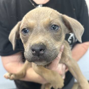 Rescue Terrier Dogs for Adoption in Clanton, Alabama - Peter Pan | PetCurious