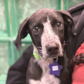 Mickey -  Mixed Breed Dog for Adoption in San Francisco, California - Mickey | PetCurious