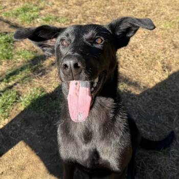 Ace -  German Shepherd Dog and Labrador Retriever Dog for Adoption in Hollis, New Hampshire - Ace | PetCurious