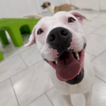 Dewey -  American Bulldog and Mixed Breed Dog for Adoption in Houston, Texas - Dewey | PetCurious