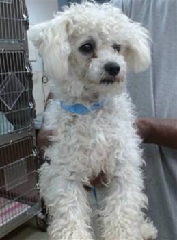RUBY -  Poodle and Mixed Breed Dog for Adoption in Salinas, California - RUBY | PetCurious