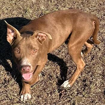 Rescue Pit Bull Terrier Dogs for Adoption in Valdosta, Georgia - Forrest | PetCurious