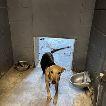 Mrs. Archibald -  Black Labrador Retriever Dog for Adoption in Austin, Texas - Mrs. Archibald | PetCurious