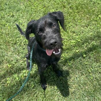 Darby -  Terrier and Mixed Breed Dog for Adoption in Springfield, Missouri - Darby | PetCurious