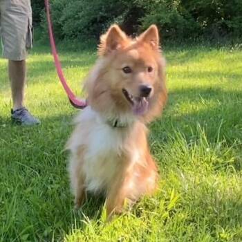 Sunshine  (simba) -  Australian Shepherd and Mixed Breed Dog Available for Adoption in Kittanning, Pennsylvania - Sunshine  (simba) | PetCurious