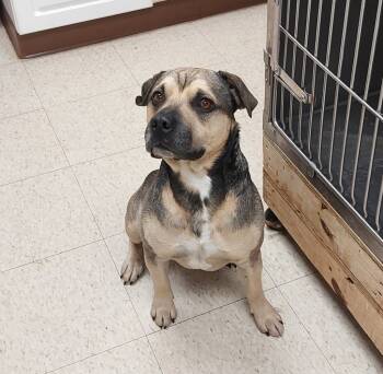 Rescue Pit Bull Terrier Dogs for Adoption in Mocksville, North Carolina - Beck | PetCurious