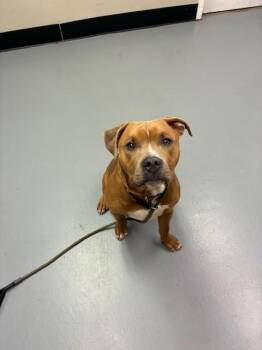 Pit Bull Terrier Dogs Available for Adoption in Phoenix, Oregon - Snicker  | PetCurious