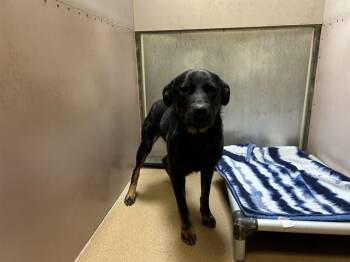 Rottweiler and Labrador Retriever Dogs Available for Adoption in Martinez, California - BO-KATAN | PetCurious
