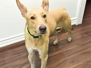 MARLIE -  Labrador Retriever and Mixed Breed Dog for Adoption in Fort Lauderdale, Florida - MARLIE | PetCurious