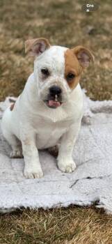 American Bulldog and Australian Cattle Dog Blue Heeler Dogs Available for Adoption - Rosa | PetCurious