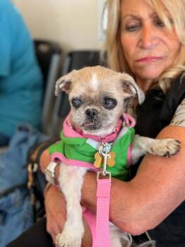 Tilley -  Shih Tzu Dog for Adoption in Mundelein, Illinois - Tilley | PetCurious