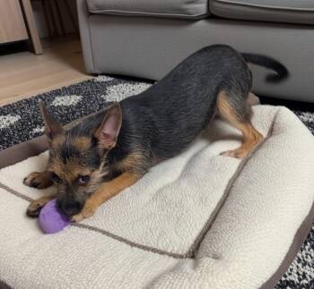 Dumpling-5mo Adorable Little Girl! -  Chihuahua Dog for Adoption in Fort Myers, Florida - Dumpling-5mo Adorable Little Girl! | PetCurious
