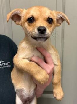 Terrier and Chihuahua Dogs Available for Adoption in Littleton, Colorado - Wasabi | PetCurious