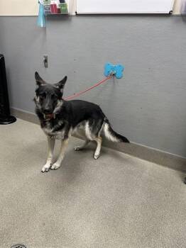 KOBY -  German Shepherd Dog and Siberian Husky Dog for Adoption in Las Vegas, Nevada - KOBY | PetCurious
