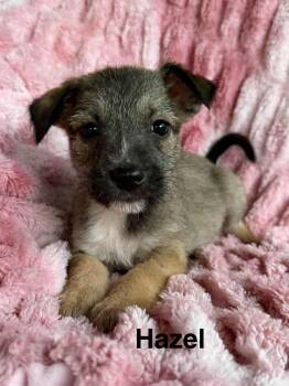 Chihuahua and Schnauzer Dogs Available for Adoption - Zelle *Arriving 2/7* | PetCurious
