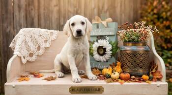 Ginger -  Labrador Retriever Dog for Sale in Springfield, Missouri - Ginger | PetCurious