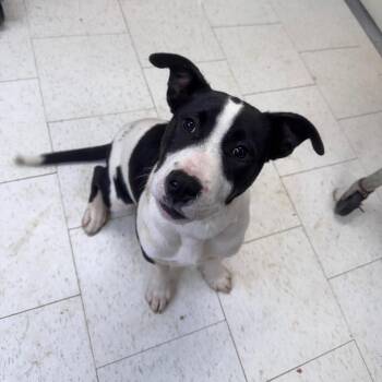 Mixed Breed Dogs Available for Adoption - Alonzo | PetCurious