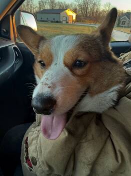 Rescue Corgi Dogs for Adoption in Auburn, Indiana - Chunk A Licious | PetCurious