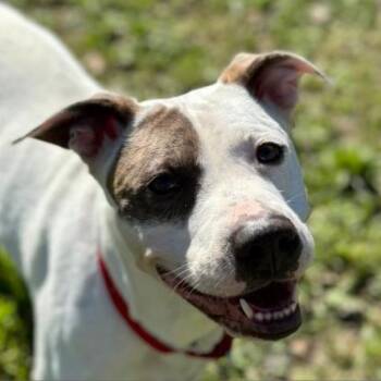 Rescue American Staffordshire Terrier and Pit Bull Terrier Dogs for Adoption in Shiner, Texas - Rosie | PetCurious