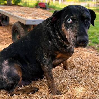 Catahoula Leopard Dog Dogs Available for Adoption in Hackett, Arkansas - Disco | PetCurious