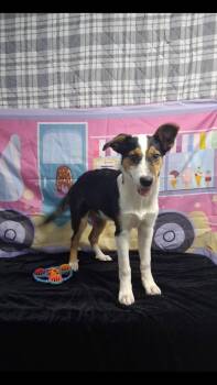 Lacey -  Mixed Breed Dog for Adoption in Medfield, Massachusetts - Lacey | PetCurious