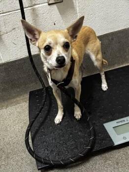 CANELA -  Chihuahua and Mixed Breed Dog for Adoption - CANELA | PetCurious