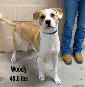 Rescue Staffordshire Bull Terrier and Hound Dogs for Adoption in Clearfield, Kentucky - Woody | PetCurious