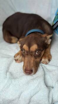 Shepherd Dogs Available for Adoption - Hazel | PetCurious