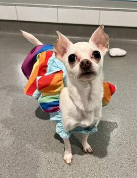 MEELA -  Chihuahua Dog for Adoption in San Francisco, California - MEELA | PetCurious