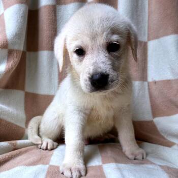 Caspian -  Great Pyrenees and Mixed Breed Dog for Adoption - Caspian | PetCurious