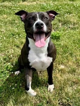 Purdi -  Mixed Breed Dog for Adoption in St. Joseph, Michigan - Purdi | PetCurious