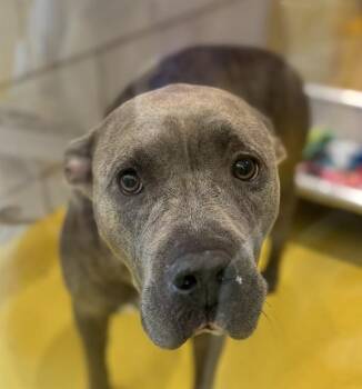 Rescue Mixed Breed Dogs for Adoption in Dallas, Texas - LUNA | PetCurious