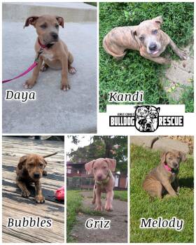 Griz, Melody, Bubbles, & Daya -  Pit Bull Terrier Dog for Adoption - Griz, Melody, Bubbles, & Daya | PetCurious