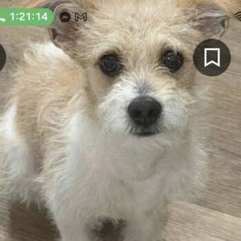 Toby - The Darling Terrier -  Jack Russell Terrier Dog for Adoption in Citrus Heights, California - Toby - The Darling Terrier | PetCurious