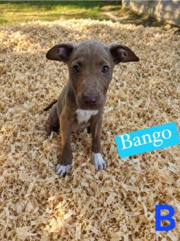 B litter Bango -  Pit Bull Terrier Dog for Adoption in Semmes, Alabama - B Litter Bango | PetCurious