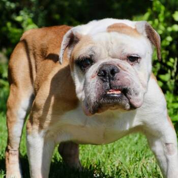 Rumple -  English Bulldog Dog for Adoption in Allentown, Pennsylvania - Rumple | PetCurious